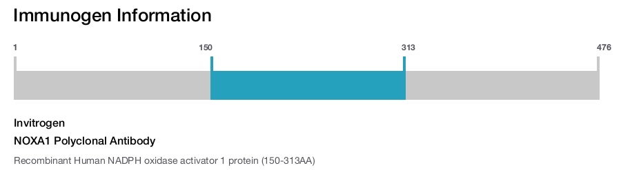 NOXA1 Polyclonal Antibody