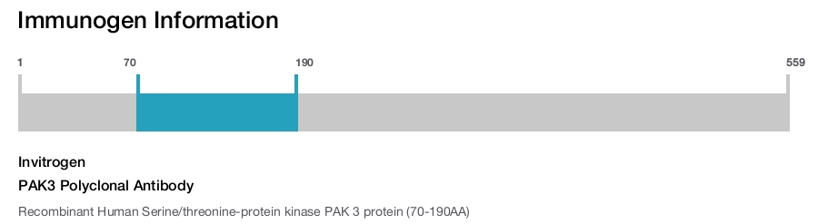 PAK3 Polyclonal Antibody