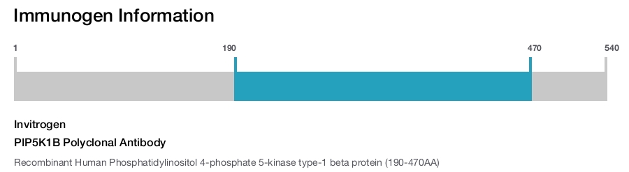 PIP5K1B Polyclonal Antibody