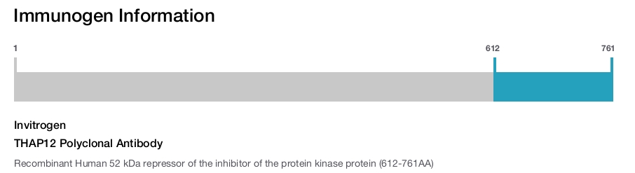 THAP12 Polyclonal Antibody