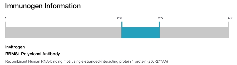 RBMS1 Polyclonal Antibody