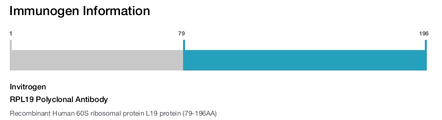 RPL19 Polyclonal Antibody