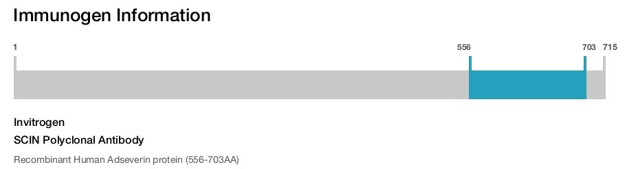 SCIN Polyclonal Antibody