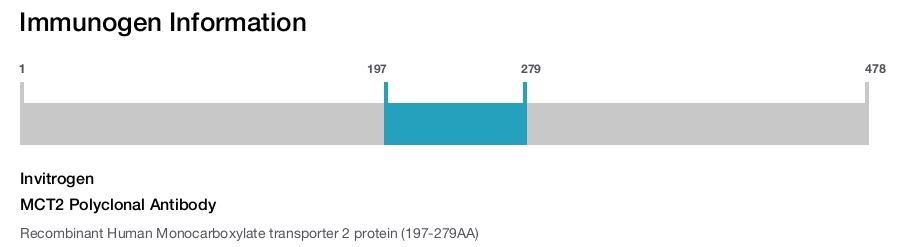 MCT2 Polyclonal Antibody