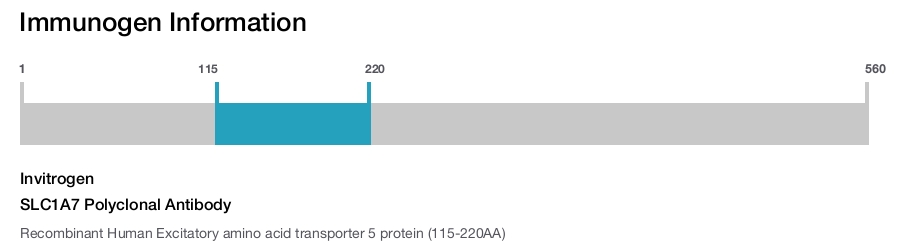 SLC1A7 Polyclonal Antibody