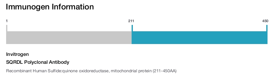 SQRDL Polyclonal Antibody