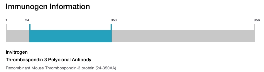 Thrombospondin 3 Polyclonal Antibody