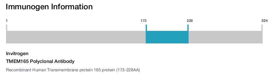 TMEM165 Polyclonal Antibody