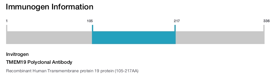 TMEM19 Polyclonal Antibody
