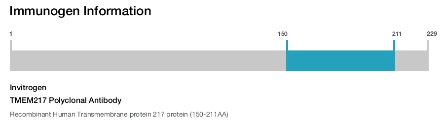 TMEM217 Polyclonal Antibody