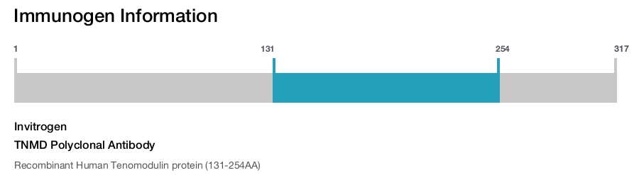 TNMD Polyclonal Antibody