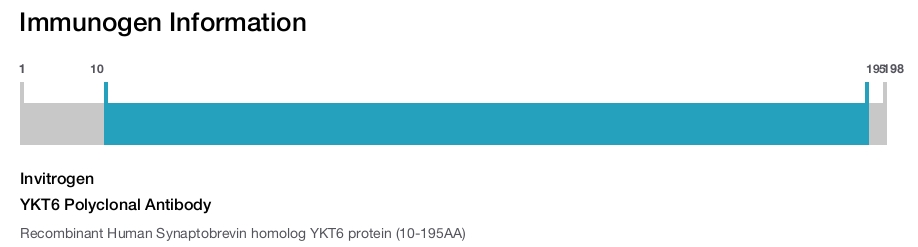 YKT6 Polyclonal Antibody
