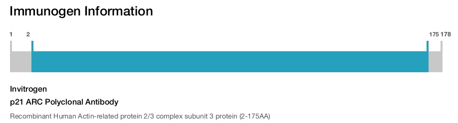 p21 ARC Polyclonal Antibody
