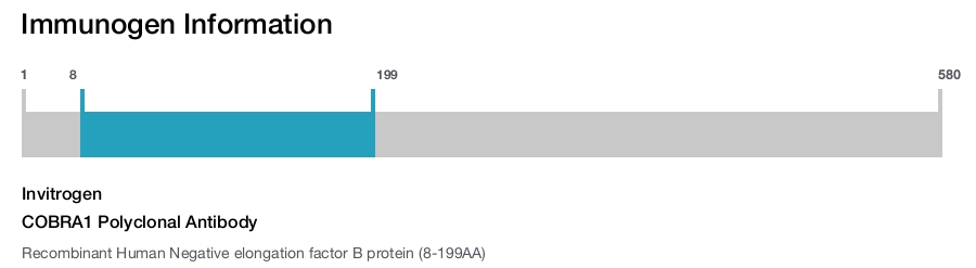 COBRA1 Polyclonal Antibody