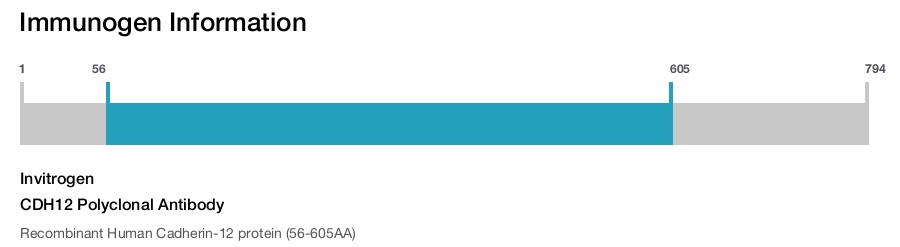 CDH12 Polyclonal Antibody