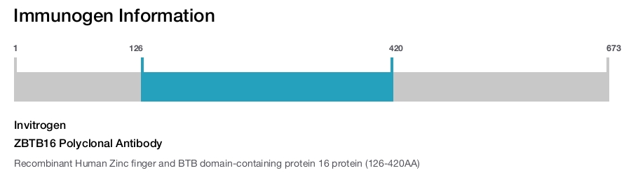 ZBTB16 Polyclonal Antibody