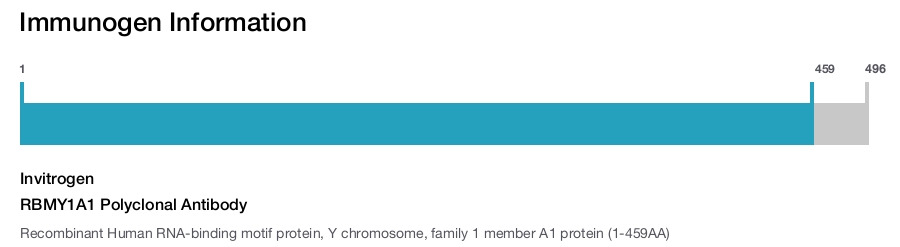 RBMY1A1 Polyclonal Antibody