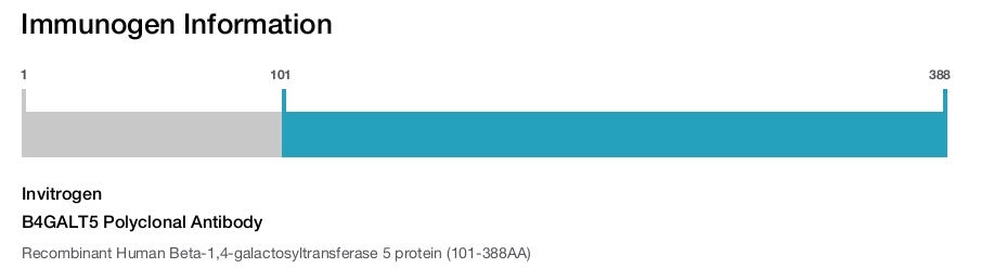 B4GALT5 Polyclonal Antibody