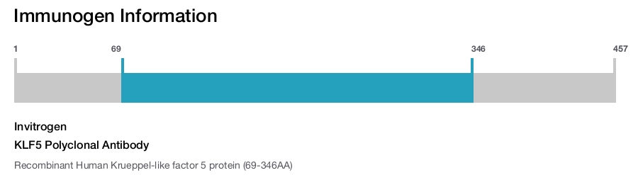 KLF5 Polyclonal Antibody