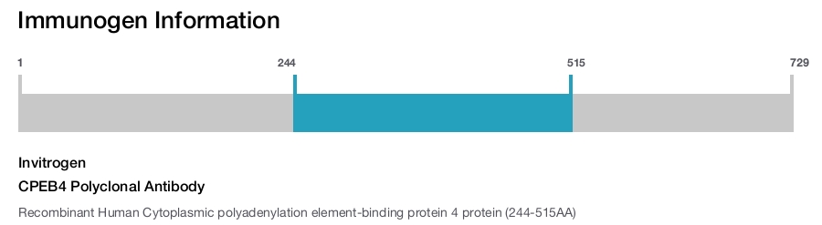 CPEB4 Polyclonal Antibody