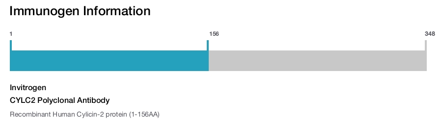 CYLC2 Polyclonal Antibody