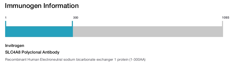 SLC4A8 Polyclonal Antibody