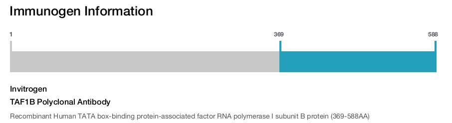 TAF1B Polyclonal Antibody