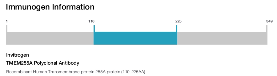 TMEM255A Polyclonal Antibody