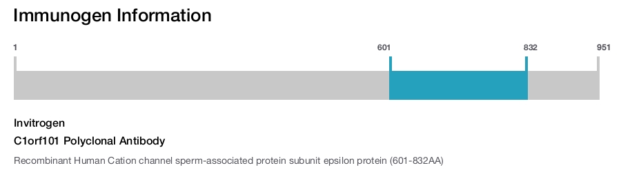 C1orf101 Polyclonal Antibody