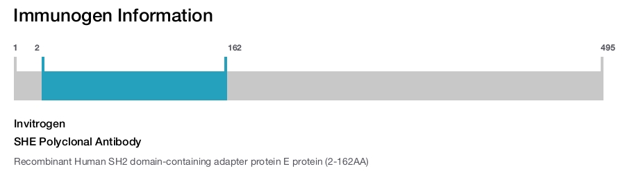 SHE Polyclonal Antibody