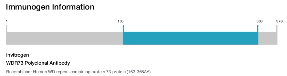 WDR73 Polyclonal Antibody
