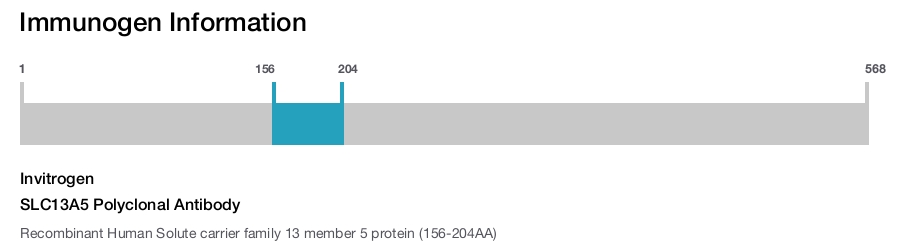 SLC13A5 Polyclonal Antibody