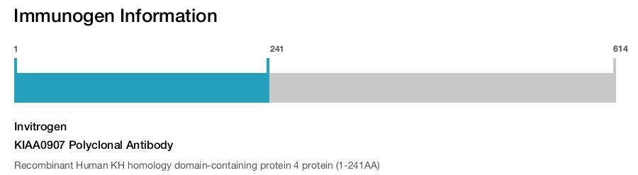 KIAA0907 Polyclonal Antibody