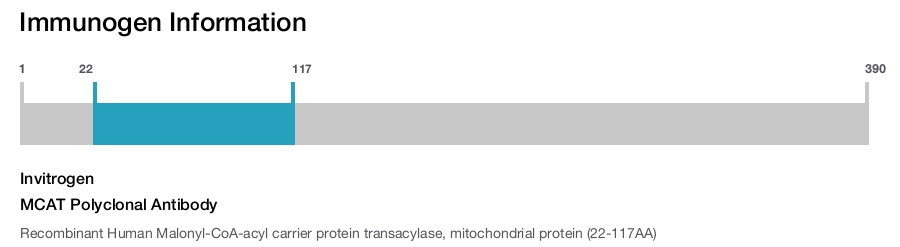 MCAT Polyclonal Antibody