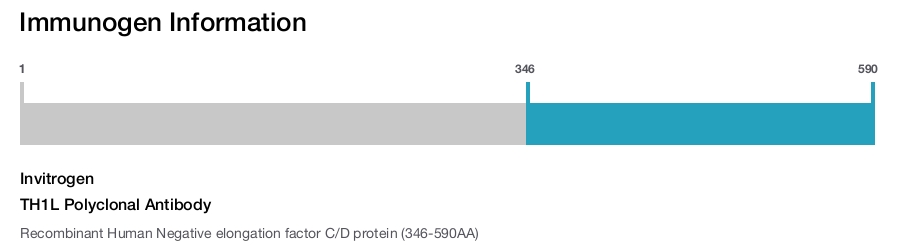 TH1L Polyclonal Antibody