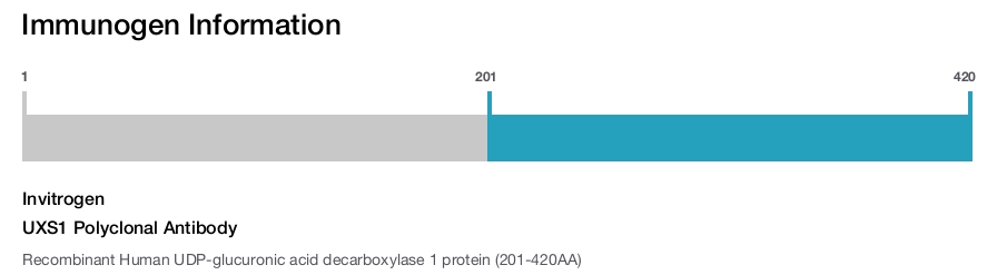 UXS1 Polyclonal Antibody