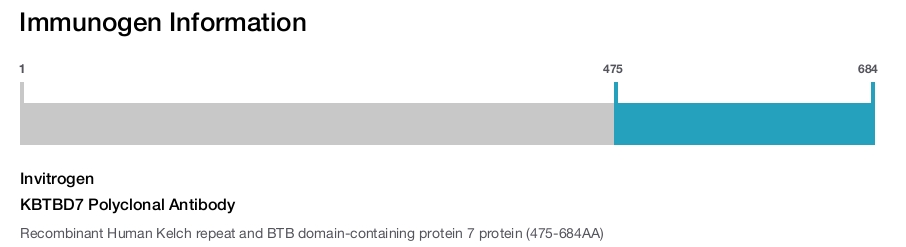 KBTBD7 Polyclonal Antibody