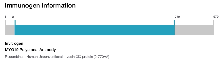 MYO19 Polyclonal Antibody