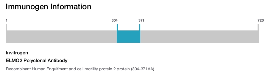 ELMO2 Polyclonal Antibody