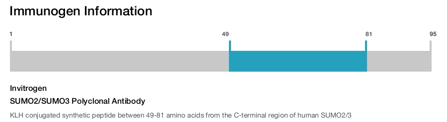 SUMO2/SUMO3 Polyclonal Antibody