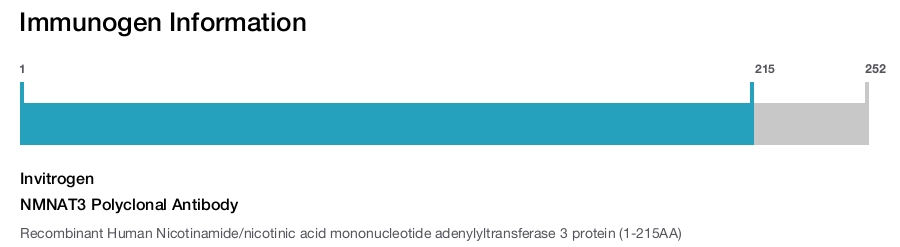 NMNAT3 Polyclonal Antibody
