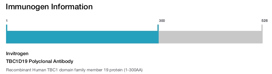 TBC1D19 Polyclonal Antibody