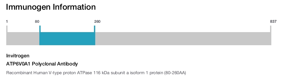 ATP6V0A1 Polyclonal Antibody