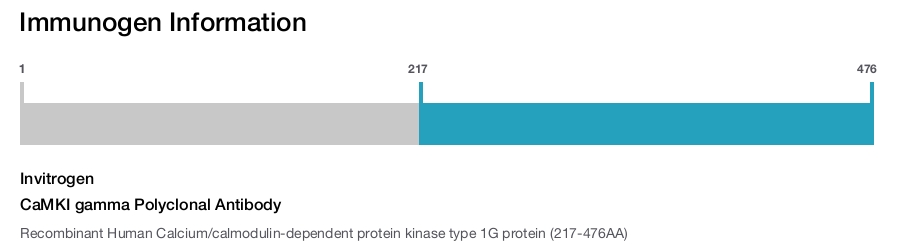 CaMKI gamma Polyclonal Antibody