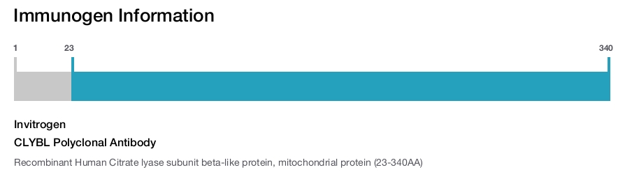 CLYBL Polyclonal Antibody