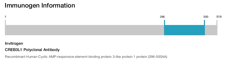 CREB3L1 Polyclonal Antibody