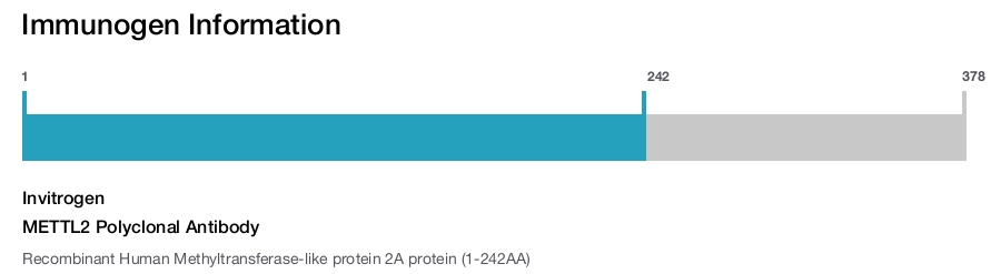 METTL2 Polyclonal Antibody