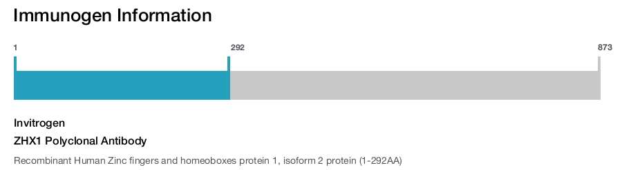 ZHX1 Polyclonal Antibody