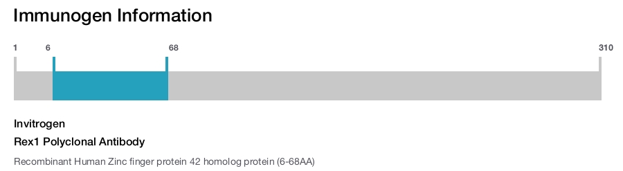 Rex1 Polyclonal Antibody