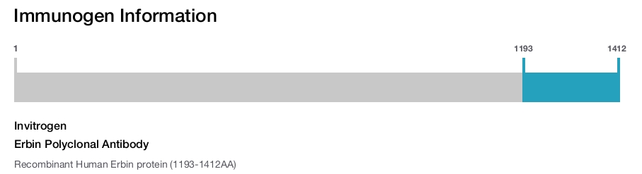 Erbin Polyclonal Antibody